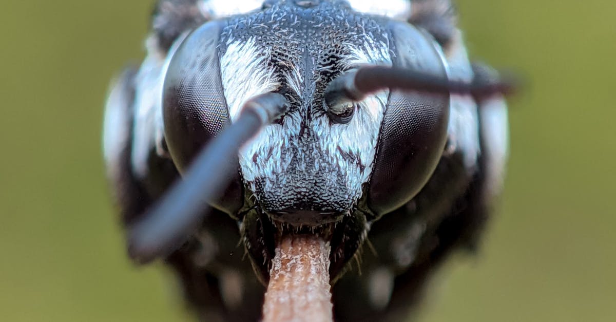 découvrez tout ce qu'il faut savoir sur le face-sitting, une pratique intime explorant la proximité et la confiance entre partenaires, pour une expérience sensuelle unique.