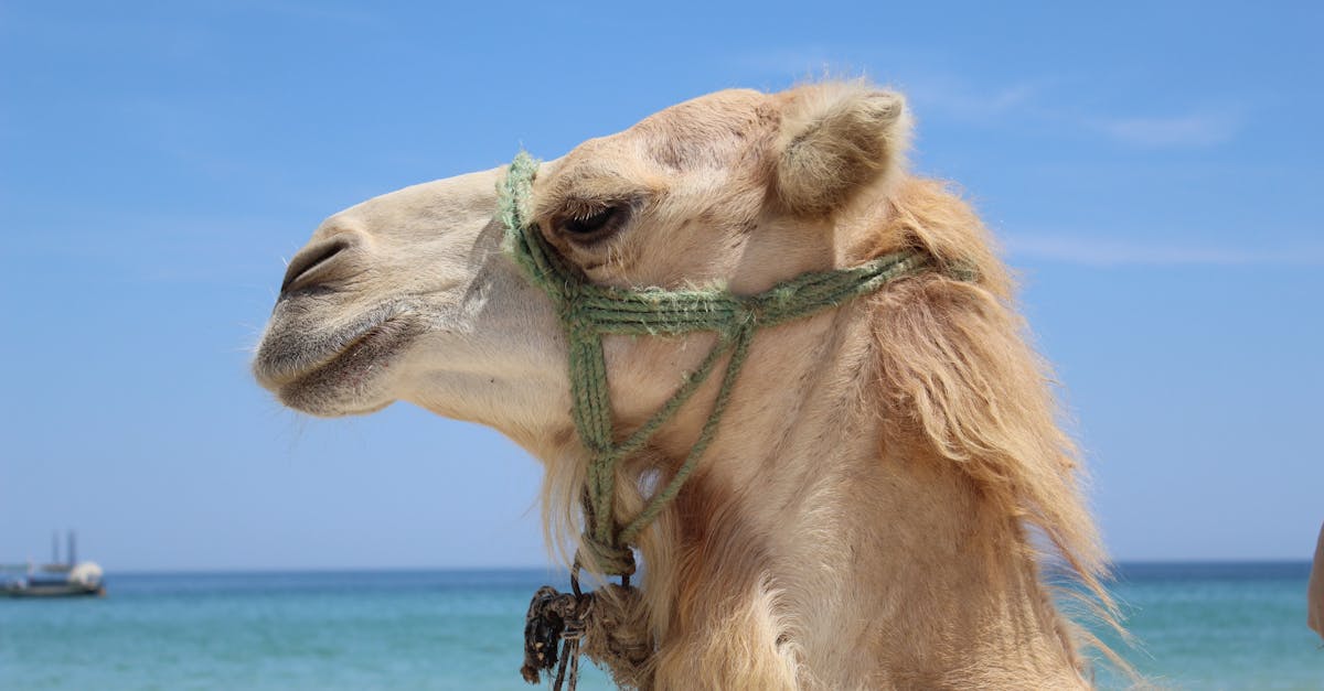 découvrez la signification et les différentes utilisations du terme 'humping' dans divers contextes, ainsi que ses implications culturelles et linguistiques.