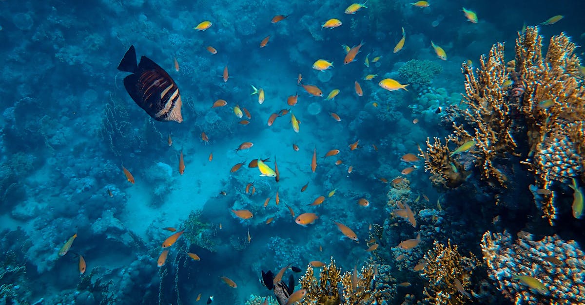 découvrez des conseils et astuces pour améliorer votre vie sexuelle, renforcer votre intimité et vivre des expériences épanouissantes.