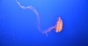 découvrez des conseils et astuces pour enrichir votre vie sexuelle, améliorer l'intimité et renforcer la complicité avec votre partenaire.