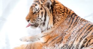 découvrez les stratégies et techniques de domination pour exceller dans votre domaine et prendre le contrôle avec confiance et efficacité.