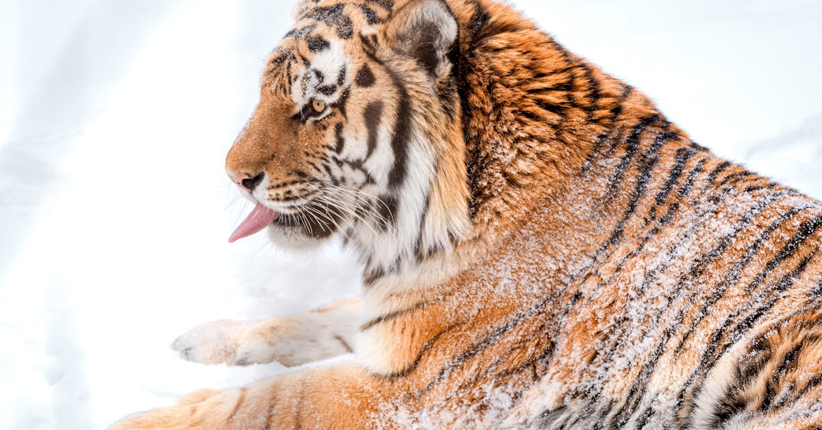 découvrez les stratégies et techniques de domination pour exceller dans votre domaine et prendre le contrôle avec confiance et efficacité.